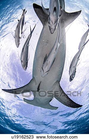 Great hammerhead shark, Alice Town, Bimini, Bahamas View Large Photo Image Stock Image - Great hammerhead shark, Alice Town, Bimini, Bahamas. Fotosearch
