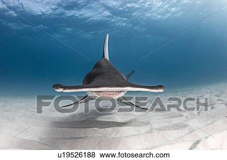 Stock Photo - Great hammerhead shark, Alice Town, Bimini, Bahamas. Fotosearch