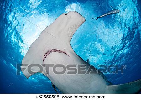 Great hammerhead shark, Alice Town, Bimini, Bahamas View Large Photo Image Stock Photo - Great hammerhead shark, Alice Town, Bimini, Bahamas. Fotosearch