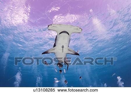 Stock Photography - Great hammerhead shark, Alice Town, Bimini, Bahamas. Fotosearch