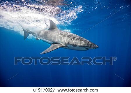 Great white shark, Guadalupe, Mexico View Large Photo Image Stock Photo - Great white shark, Guadalupe, Mexico. Fotosearch