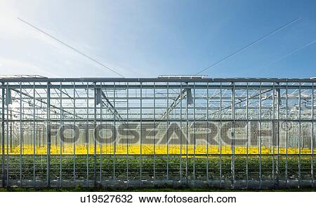 Greenhouse in autumn, Hoek van Holland, Zuid-Holland, Netherlands View Large Photo Image Stock Image - Greenhouse in autumn, Hoek van Holland, Zuid-Holland, Netherlands. Fotosearch