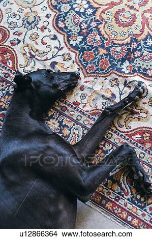 Greyhound lying on carpet View Large Photo Image Picture - Greyhound lying on carpet. Fotosearch