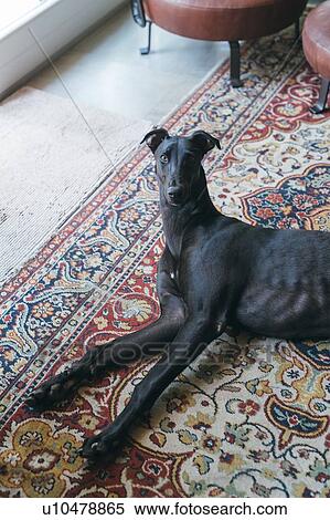 Greyhound lying on carpet View Large Photo Image Stock Photography - Greyhound lying on carpet. Fotosearch