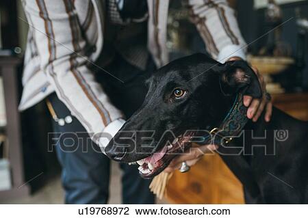 Greyhound, man in background View Large Photo Image Stock Image - Greyhound, man in background. Fotosearch