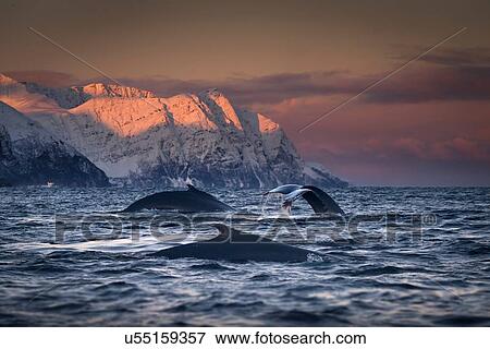 Stock Photo - Group of humpback whales diving, Skjervy, Troms, Norway. Fotosearch