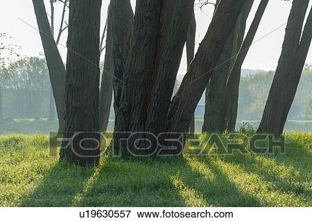 Stock Photo - Group of trees in park.. Fotosearch