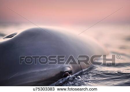 Head of wild solitary Bottlenose Dolphin, Inishmore, Aran Islands View Large Photo Image Stock Image - Head of wild solitary Bottlenose Dolphin, Inishmore, Aran Islands. Fotosearch