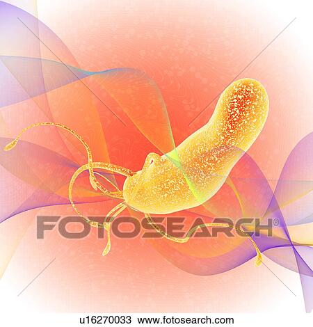 Stock Image - Helicobacter pylori bacteria, illustration.. Fotosearch