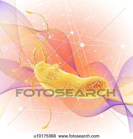 Stock Photo - Helicobacter pylori bacteria, illustration.. Fotosearch