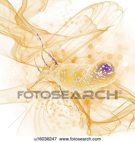 Stock Photo - Helicobacter pylori bacteria, illustration.. Fotosearch
