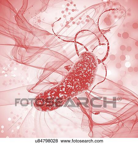 Stock Photo - Helicobacter pylori bacteria, illustration.. Fotosearch