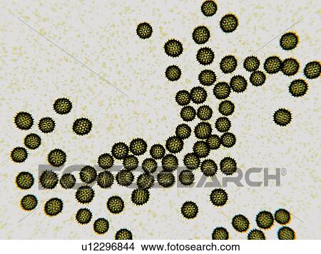 Hepatitis C virus particles, illustration. The virus particles consist of a core of genetic material (RNA, ribonucleic acid) and an icosahedral protein shell, enclosed in a lipid envelope with embedded glycoproteins. Hepatitis viruses cause a liver... View Large Photo Image Picture - Hepatitis C virus particles, illustration. The virus particles consist of a core of genetic material (RNA, ribonucleic acid) and an icosahedral protein shell, enclosed in a lipid envelope with embedded glycoproteins. Hepatitis viruses cause a liver.... Fotosearch