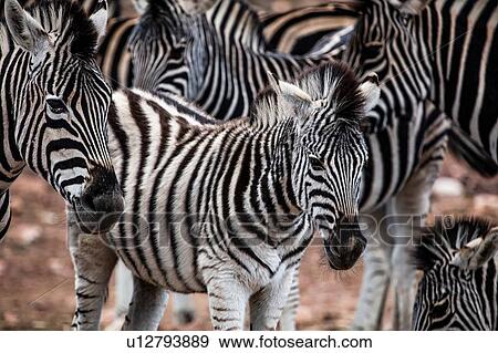 Herd of Zebra (Equus quagga), Touws River, Western Cape, South Africa View Large Photo Image Stock Photo - Herd of Zebra (Equus quagga), Touws River, Western Cape, South Africa. Fotosearch