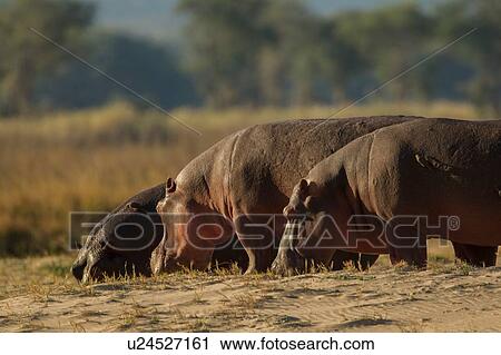 Hippopotamus (Hippopotamus amphibius), Mana Pools, Zimbabwe View Large Photo Image Stock Image - Hippopotamus (Hippopotamus amphibius), Mana Pools, Zimbabwe. Fotosearch