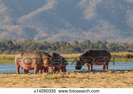 Hippopotamus (Hippopotamus amphibius), Mana Pools, Zimbabwe View Large Photo Image Stock Photography - Hippopotamus (Hippopotamus amphibius), Mana Pools, Zimbabwe. Fotosearch