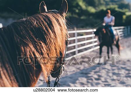 Picture - Horse riding in equestrian arena, shallow focus. Fotosearch
