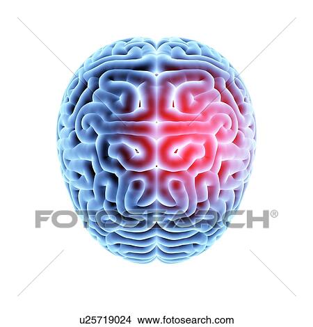 Human brain. 3D illustration. View Large Photo Image Picture - Human brain. 3D illustration.. Fotosearch