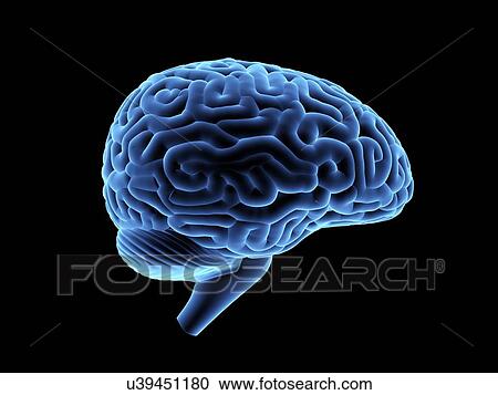 Stock Image - Human brain. 3D illustration.. Fotosearch