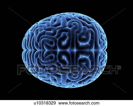 Stock Photo - Human brain. 3D illustration.. Fotosearch