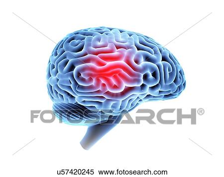 Human brain. 3D illustration. View Large Photo Image Stock Photography - Human brain. 3D illustration.. Fotosearch