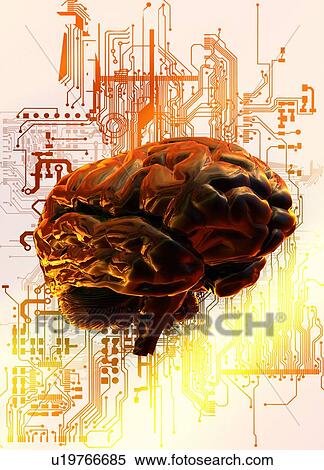 Human brain and circuit board, illustration. View Large Photo Image Stock Photography - Human brain and circuit board, illustration.. Fotosearch