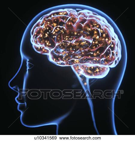 Human brain, illustration. View Large Photo Image Stock Photo - Human brain, illustration.. Fotosearch