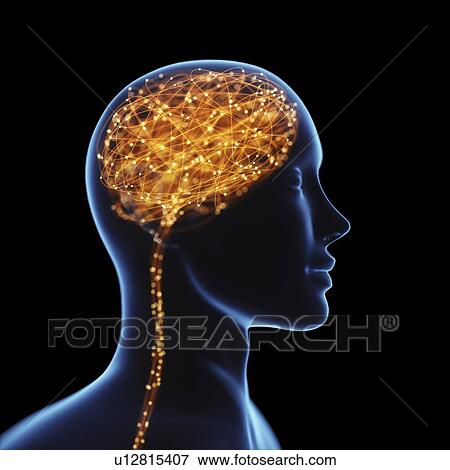 Stock Photo - Human brain, illustration.. Fotosearch