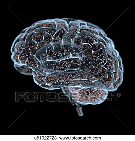 Human brain, illustration. View Large Photo Image Stock Photo - Human brain, illustration.. Fotosearch