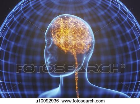 Human brain, illustration. View Large Photo Image Stock Photograph - Human brain, illustration.. Fotosearch