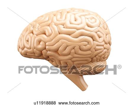 Stock Photo - Human brain, side view. 3D illustration isolated on white background.. Fotosearch
