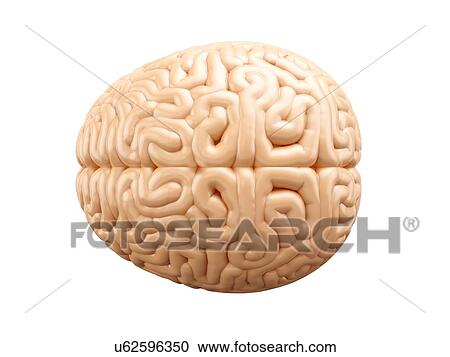 Stock Image - Human brain, top view. 3D illustration isolated on white background.. Fotosearch