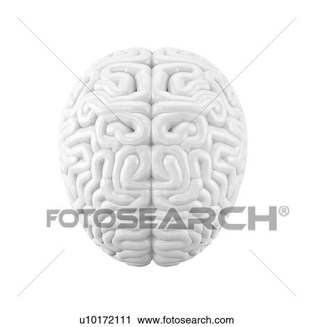 Human brain, white blank model, top view. 3D illustration. View Large Photo Image Stock Image - Human brain, white blank model, top view. 3D illustration.. Fotosearch