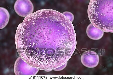 Human embryonic stem cells, computer illustration. View Large Photo Image Stock Photo - Human embryonic stem cells, computer illustration.. Fotosearch