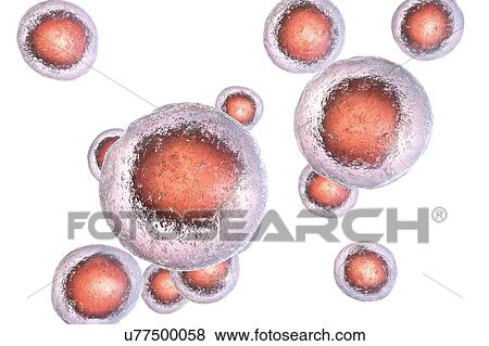 Human embryonic stem cells, computer illustration. View Large Photo Image Stock Photo - Human embryonic stem cells, computer illustration.. Fotosearch