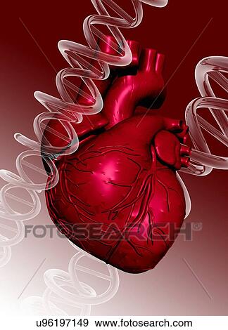 Stock Photo - Human heart and dna strand, illustration.. Fotosearch