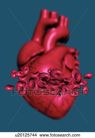 Human heart and red blood cells, illustration. View Large Photo Image Picture - Human heart and red blood cells, illustration.. Fotosearch