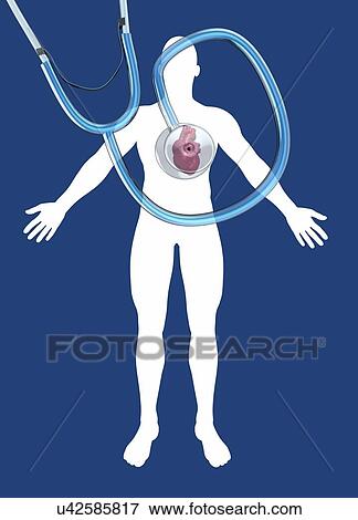 Stock Photo - Human heart and stethoscope, illustration.. Fotosearch