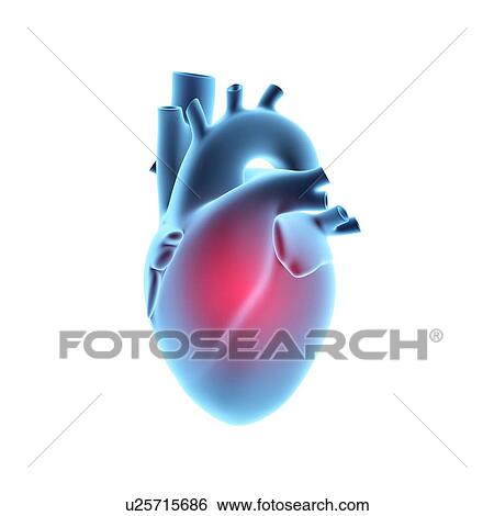 Stock Photograph - Human heart with pain center, isolated on white background. 3D illustration.. Fotosearch