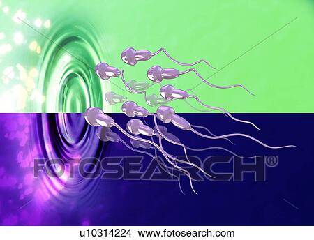 Human sperm, illustration. View Large Photo Image Picture - Human sperm, illustration.. Fotosearch