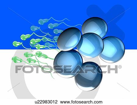 Human sperm, illustration. View Large Photo Image Stock Image - Human sperm, illustration.. Fotosearch