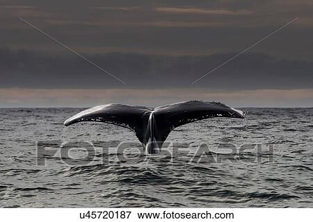 Stock Photo - Humpback whale diving, Skellig Islands, Dingle, Kerry, Ireland. Fotosearch
