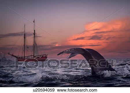 Stock Photo - Humpback whale diving, Skjervy, Troms, Norway. Fotosearch