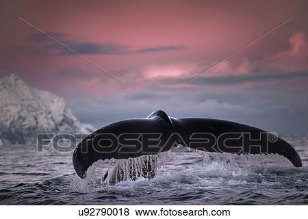 Humpback whale diving, Skjervy, Troms, Norway View Large Photo Image Stock Photo - Humpback whale diving, Skjervy, Troms, Norway. Fotosearch