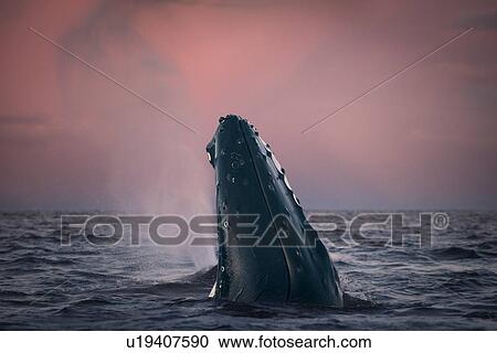Stock Image - Humpback whale spy hopping, Skjervy, Troms, Norway. Fotosearch