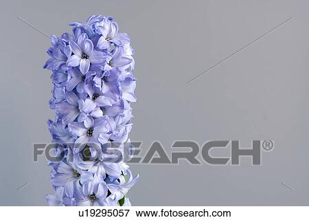 Hyacinth (Hyacinthus orientalis) flowers. View Large Photo Image Stock Photo - Hyacinth (Hyacinthus orientalis) flowers.. Fotosearch