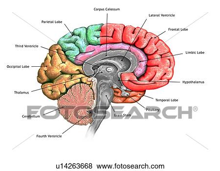 Illustration of a cross-section of the brain showing the various lobes. The lobes are shown in different colours - red (frontal), green (parietal), yellow (occipital), orange (temporal), and pink (limbic). Also shown are the various ventricles, the... View Large Photo Image Stock Photo - Illustration of a cross-section of the brain showing the various lobes. The lobes are shown in different colours - red (frontal), green (parietal), yellow (occipital), orange (temporal), and pink (limbic). Also shown are the various ventricles, the.... Fotosearch