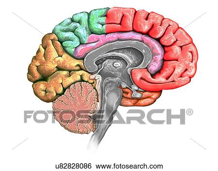 Stock Photograph - Illustration of a cross-section of the brain showing the various lobes. The lobes are shown in different colours - red (frontal), green (parietal), yellow (occipital), orange (temporal), and pink (limbic). Also shown are the various ventricles, the.... Fotosearch