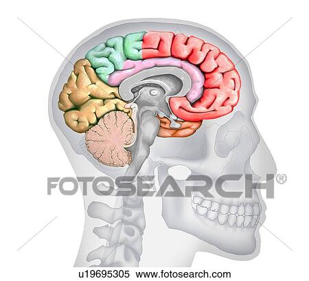 Stock Photography - Illustration of a cross-section of the brain showing the various lobes. The lobes are shown in different colours - red (frontal), green (parietal), yellow (occipital), orange (temporal), and pink (limbic). Also shown are the various ventricles, the.... Fotosearch