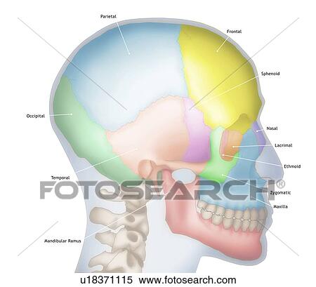 Stock Photography - Illustration of a human skull showing the outline of the head in blue. The various bones that make up the skull are also shown in different colours, including the frontal (yellow), parietal (blue), occipital (dark green), temporal (orange) and nasal.... Fotosearch
